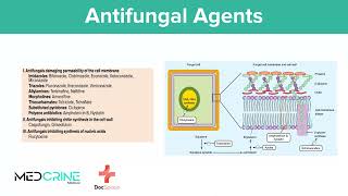 Antifungal Drugs pharmacology simplified [upl. by Mar794]