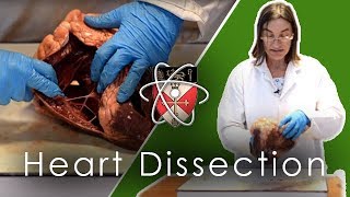 Ox Heart Dissection GCSE amp Alevel Biology [upl. by Eatnuahc]