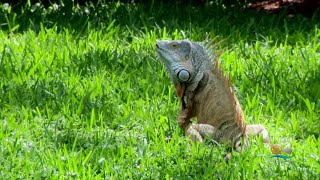 Green Iguanas Turning South Florida Into Jurassic Park [upl. by Adym]