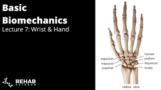 Biomechanics Lecture 7 Wrist amp Hand [upl. by Farhi]