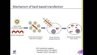 Lipid Transfection Explained [upl. by Delila]