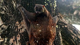 Colugos or Flying Lemurs amp Windsor Nature Park Singapore Nature 2020 [upl. by Sylram]