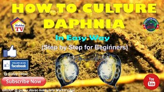 HOW TO CULTURE DAPHNIA In Easy Way [upl. by Notnats]