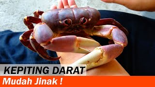 Kepiting Darat Mudah Jinak  Kepiting Darat  Crabpedia [upl. by Tenrag]