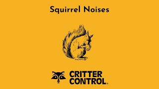 Squirrel Noises  What Noises Do Squirrels Make [upl. by Suzann]