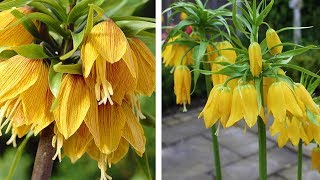 How to Plant Crown Imperial Fritillaria Spring Garden Guide [upl. by Adine]