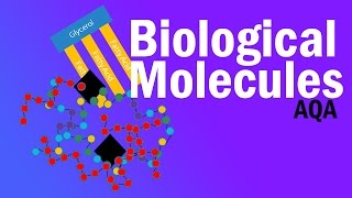 BIOLOGICAL MOLECULES  Detailed AQA Alevel Revision [upl. by Jacquette]