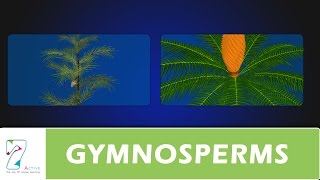 GYMNOSPERMS [upl. by Yromem]