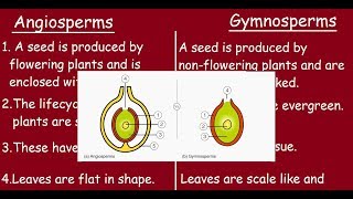 Angiosperms Vs Gymnosperms Quick differences in 3 minutes [upl. by Renelle]